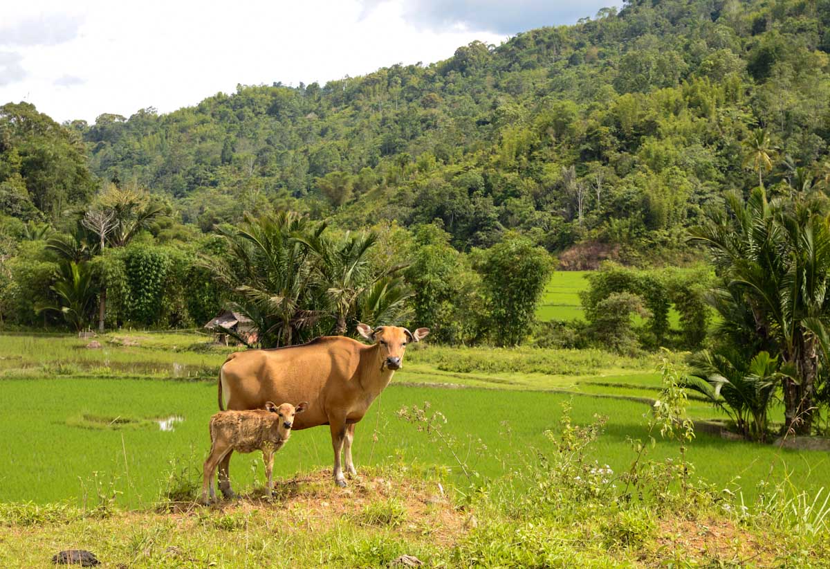 Sulawesi_Radreise_103