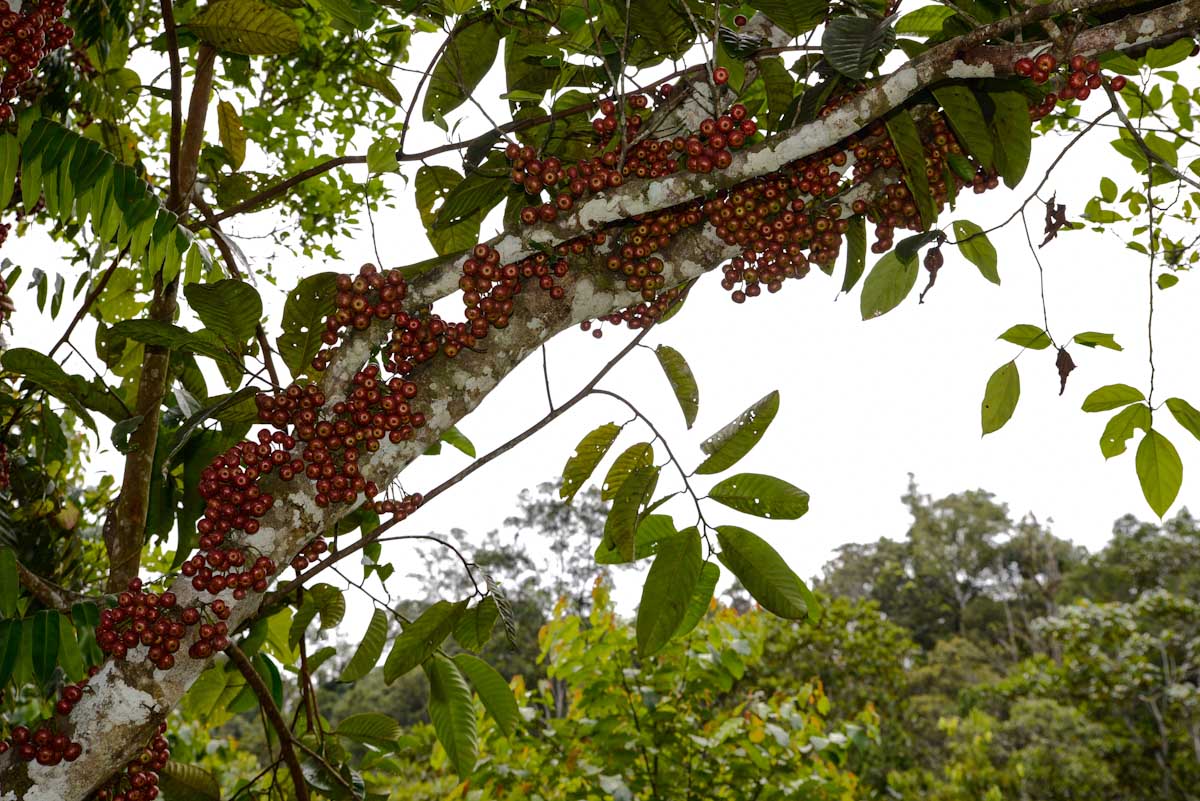 Sulawesi_Radreise_180