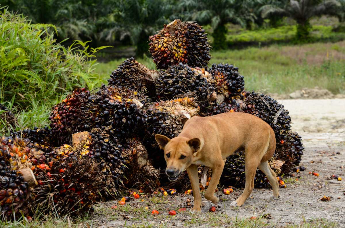 Sulawesi_Radreise_186